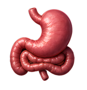 Gastroenterologia